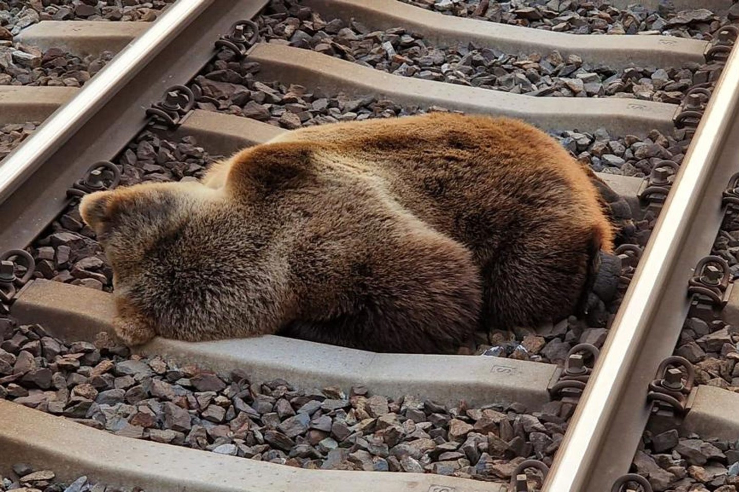Ein Bär liegt tot auf den Gleisen in der Nähe des Bahnhofs Schwarzach-St. Veit, nachdem er mit einem Zug zusammengestoßen ist.