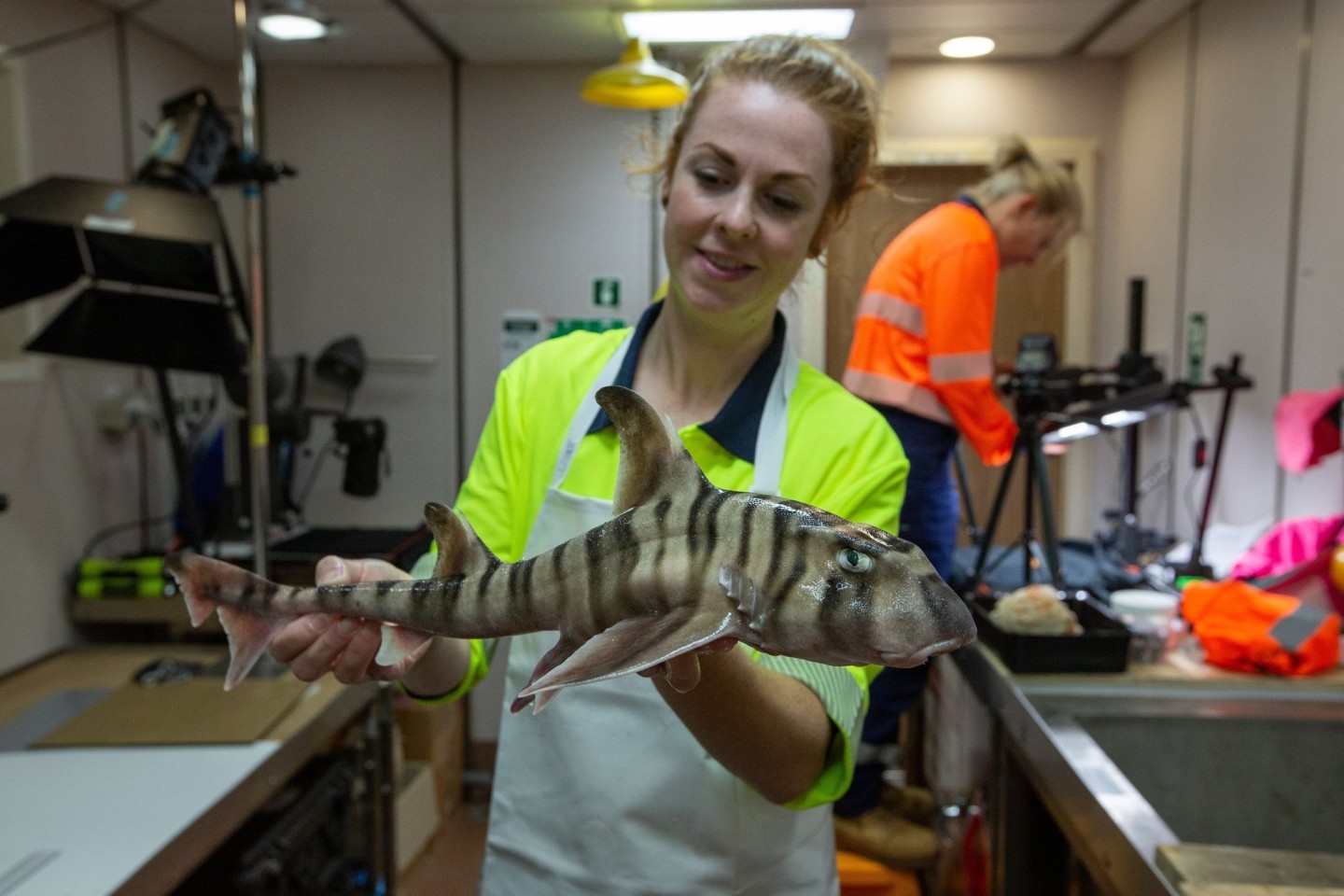 CSIRO-Mitarbeiterin Helen O’Neill hält den gestreiften Hornhai in ihren Händen.