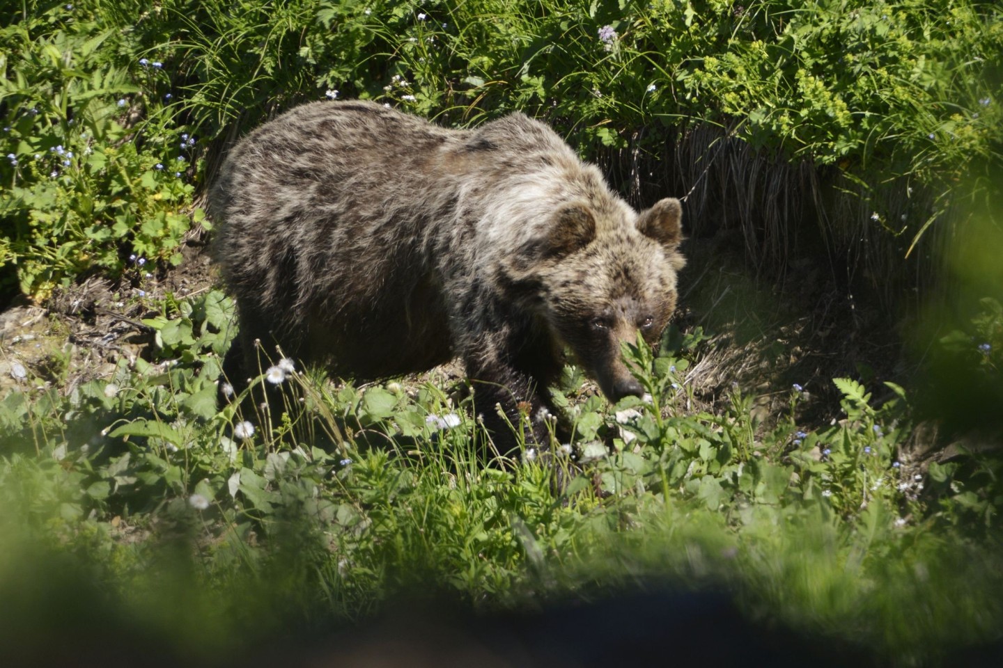 Studien zufolge leben in der Slowakei rund 1100 bis 1200 frei lebende Bären.