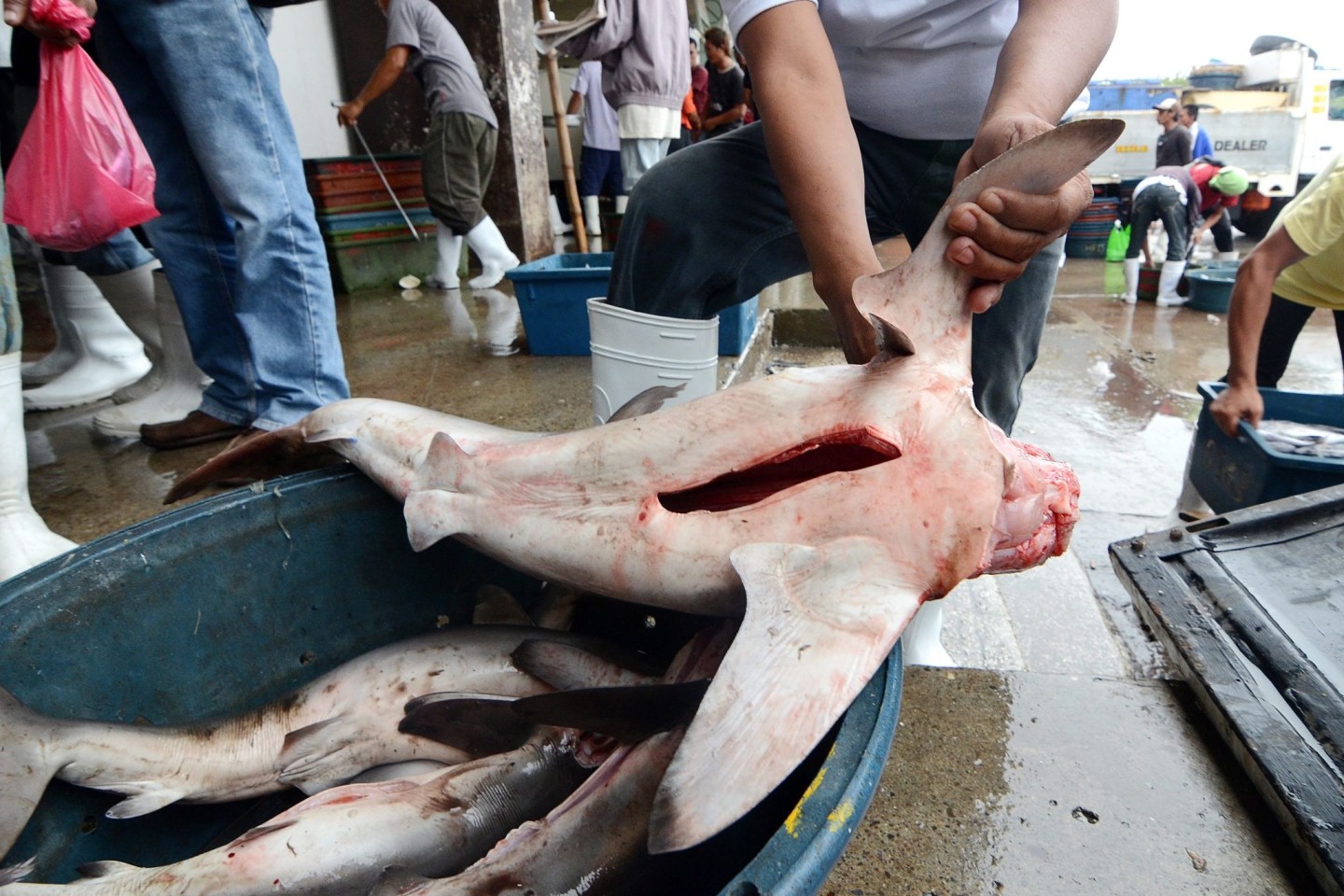 Ein philippinischer Fischer entfernt in Santos City (Philippinen) die Finne von einem Blauhai. Zum Abschluss der Weltartenkonferenz Cites in Panama haben die Vertreter von 184 Staaten ein Sc...
