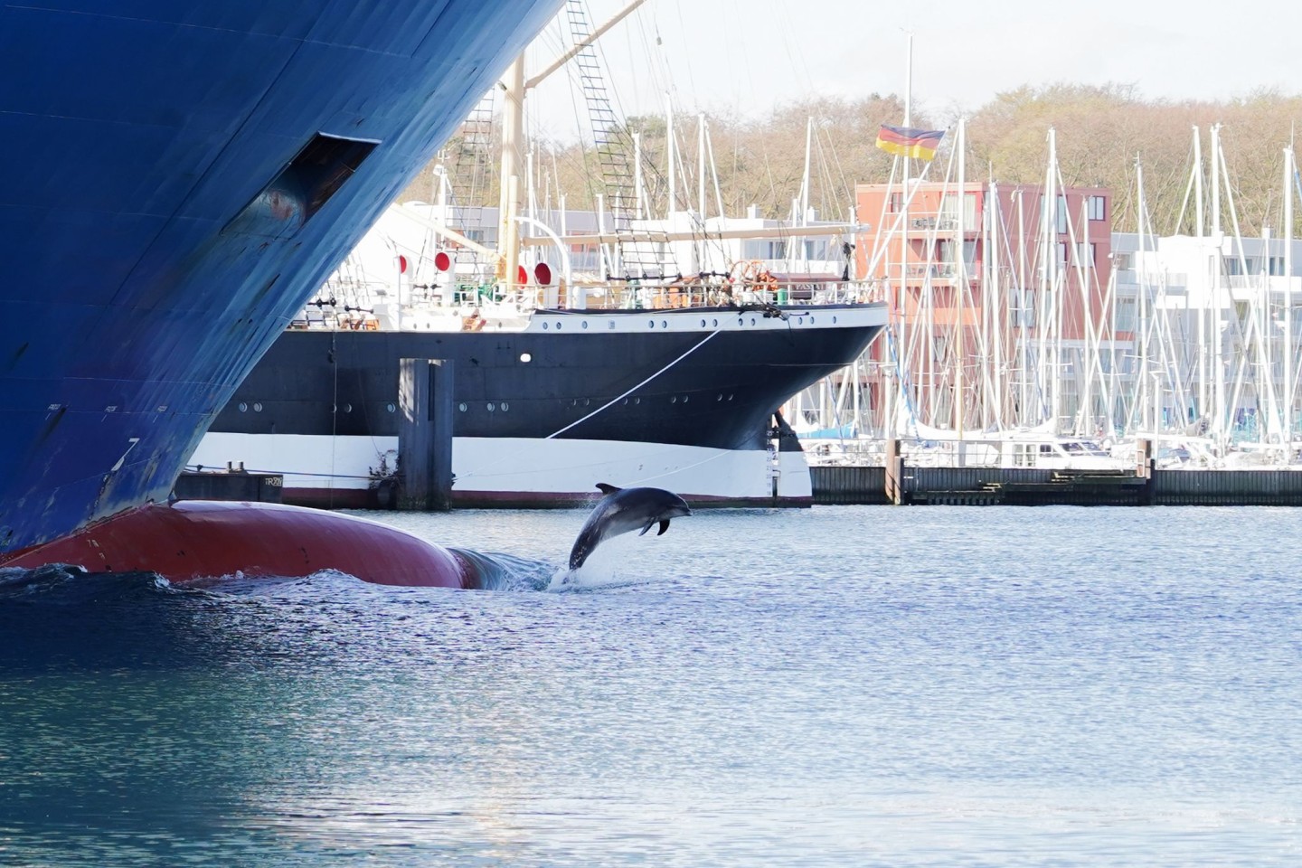 Der Delfin Delle springt zwischen Schiffen an der Trave aus dem Wasser.
