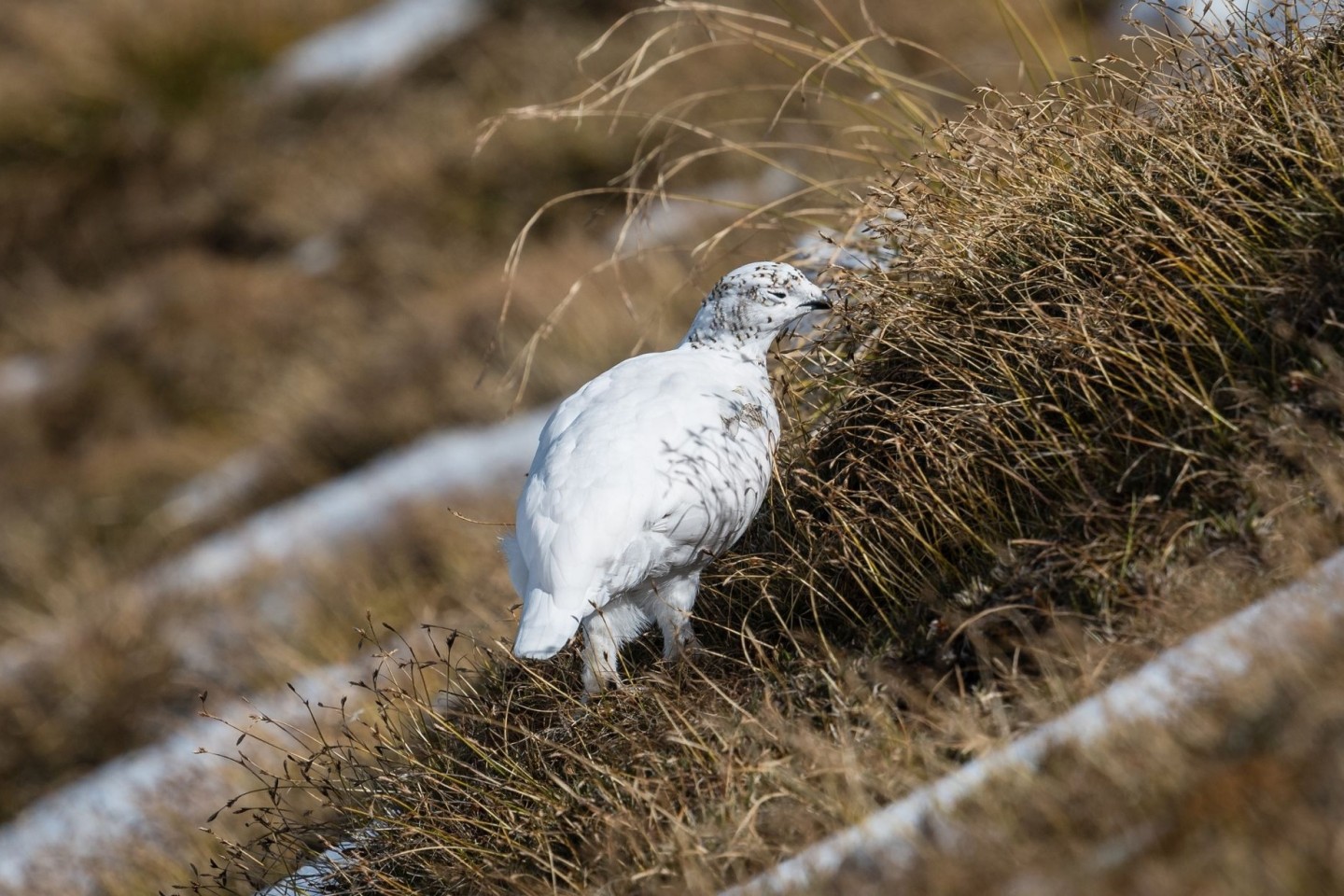Ein Alpenschneehuhn mit weißem Wintergefieder - es hat mangels Schnee keine Tarnung.