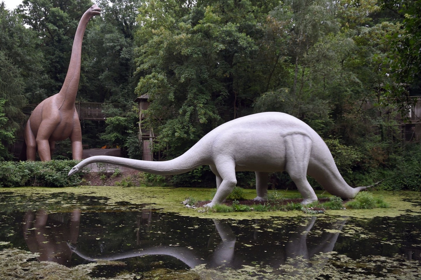 Nachbildungen eines Brachiosaurus (l) und eines Diplodocus stehen im Saurierpark im sächsischen Kleinwelka.