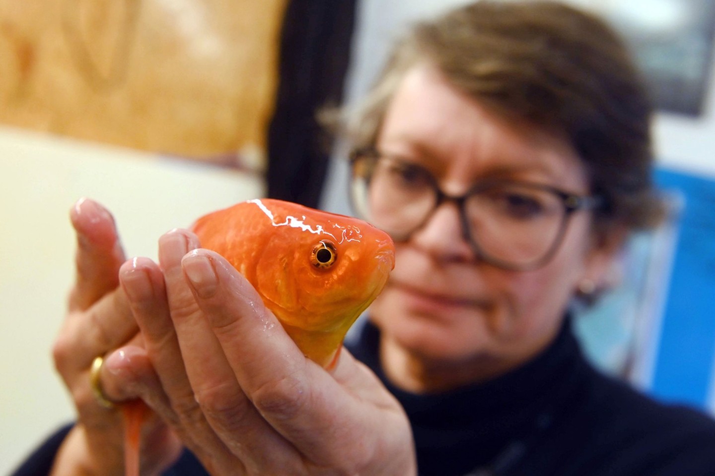 Die Fischtierärztin Sandra Lechleiter in ihrer Praxis mit einem betäubten Goldfisch während einer klinischen Untersuchung.