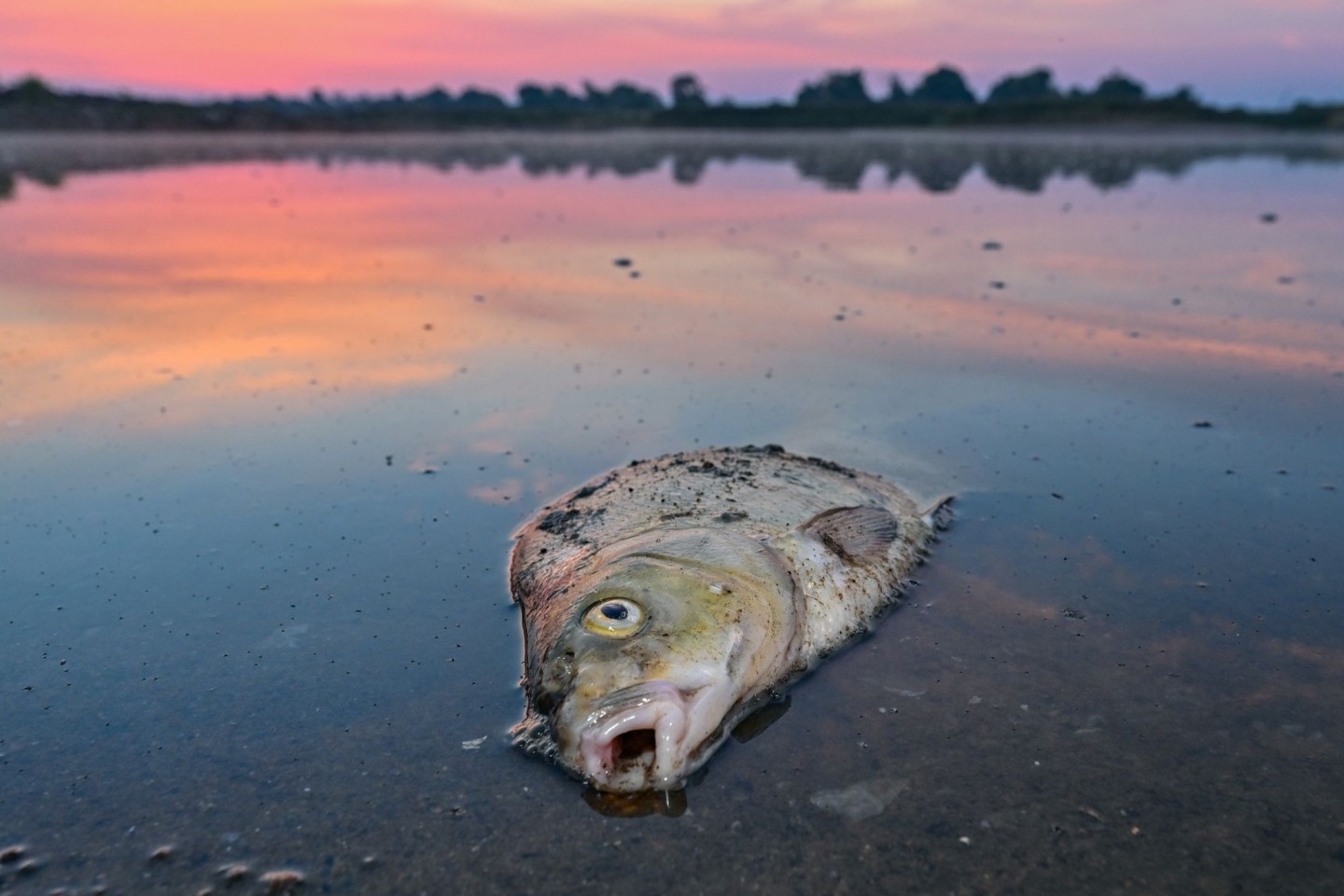 Unzählige Fische sind in der Oder verendet.