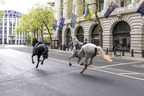 Huf-Alarm in London: Pferde galoppieren durch City