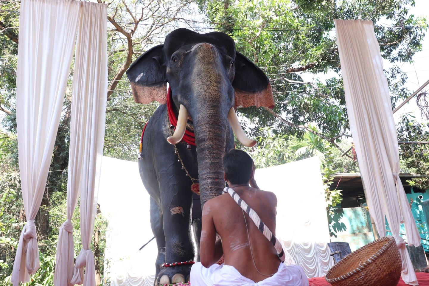 Tierschutz im Tempel: Ein gläubiger Hindu sitzt im Bundesstaat Kerala vor dem lebensgroßen mechanischen Elefanten.