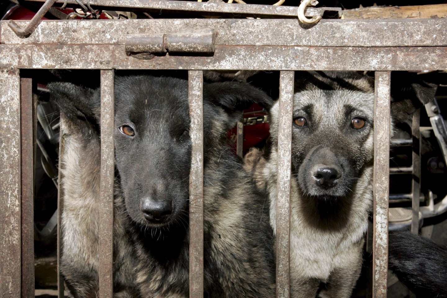 Hunde, die geschlachtet werden sollen, sitzen in einem Käfig auf einem Tiermarkt in Lijang in der chinesischen Provinz Yunnan.