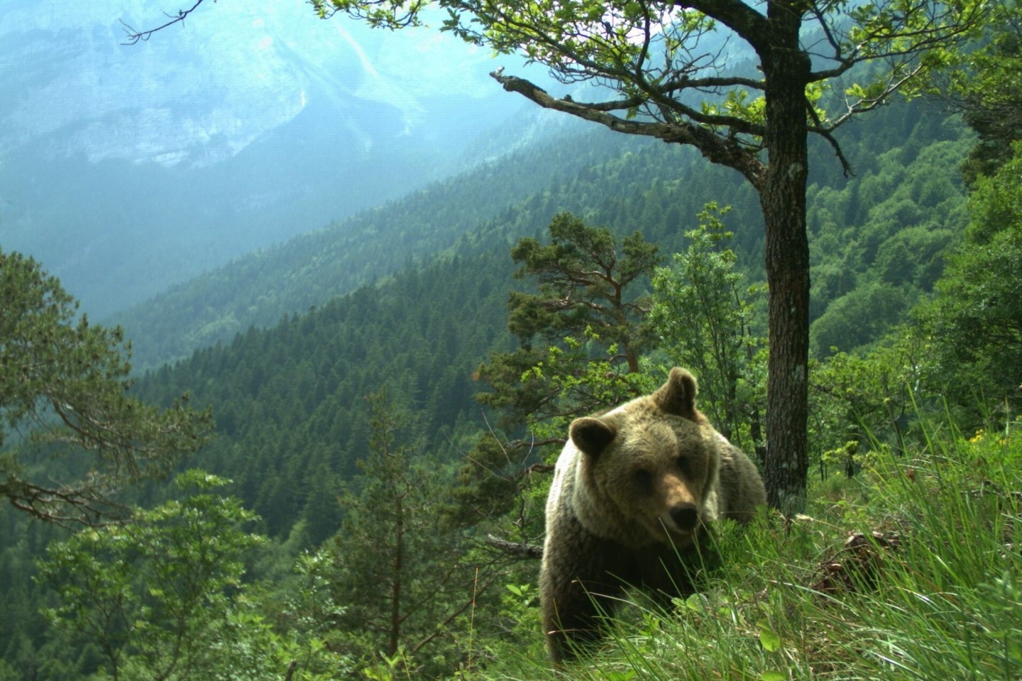 Ein Bär läuft durch ein hügeliges Gebiet im Trentino (undatiertes Handout).