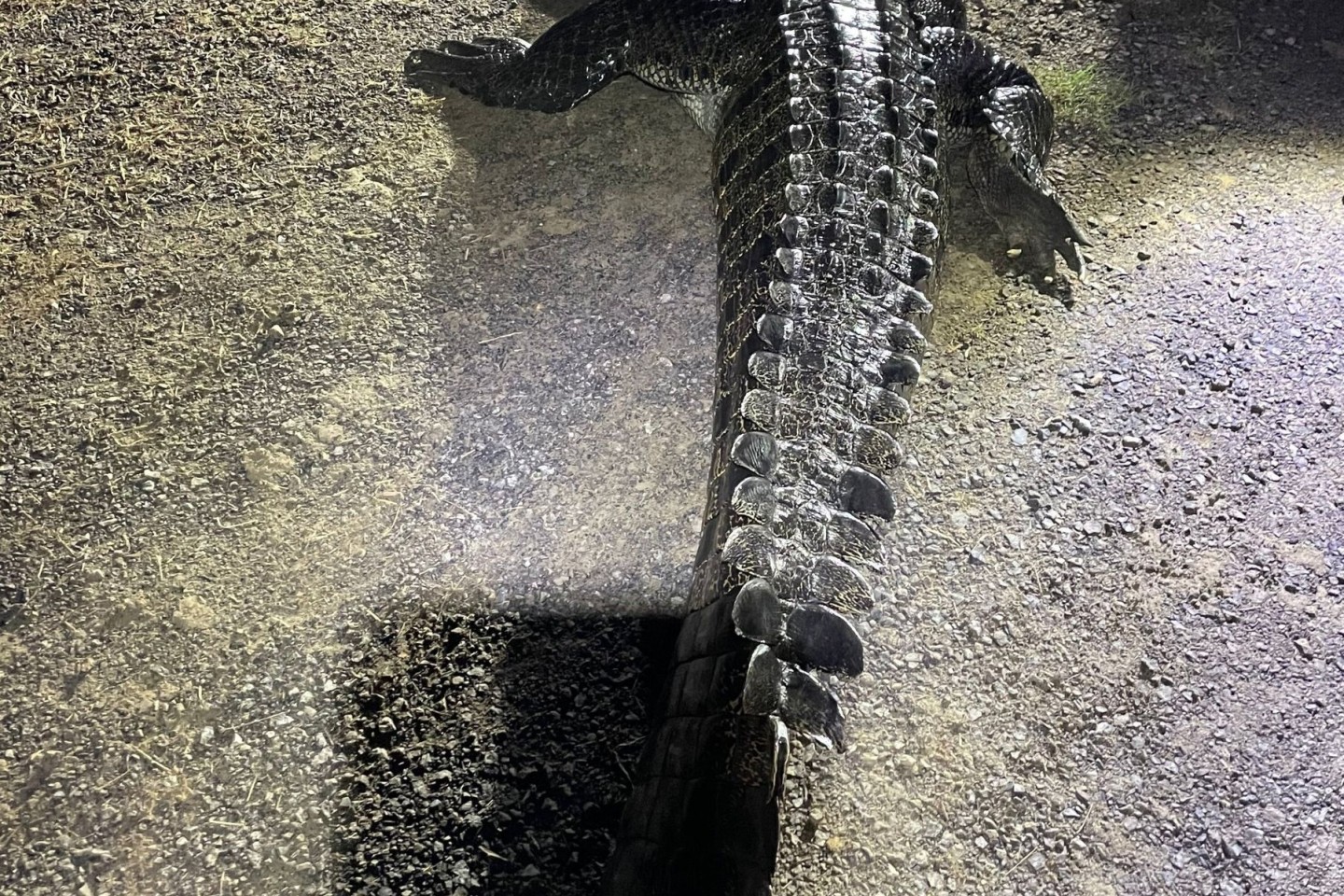 Das 4,2 Meter lange Krokodil hat an einem Fluss einen Mann angegriffen und dann dessen Hund getötet.