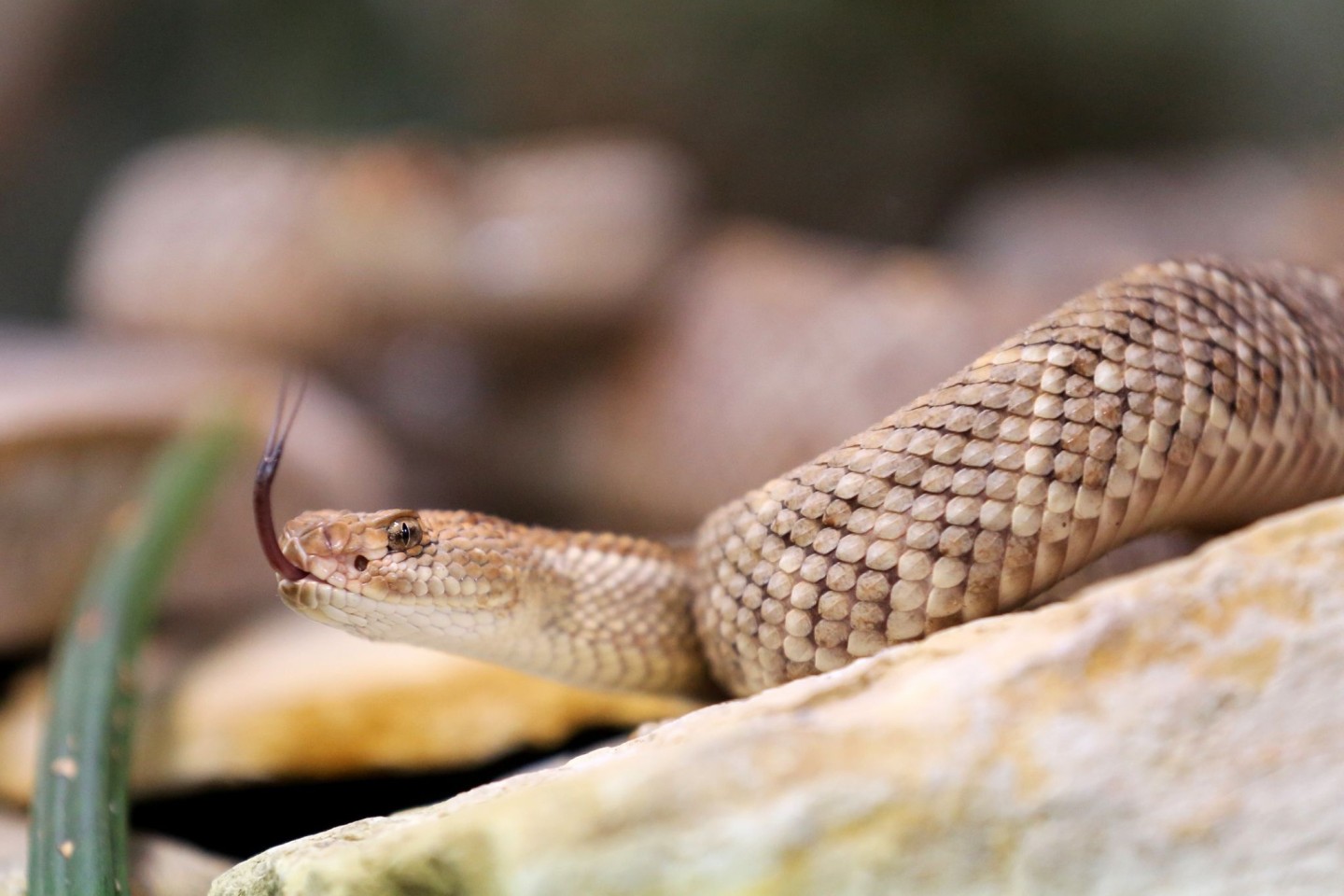 In Australien sterben jedes Jahr ein bis zwei Menschen durch giftige Schlangenbisse.