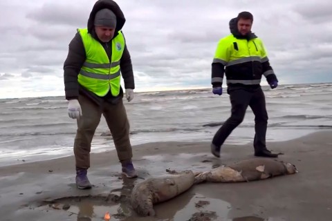 Massensterben am Kaspischen Meer: 2500 Robben verendet