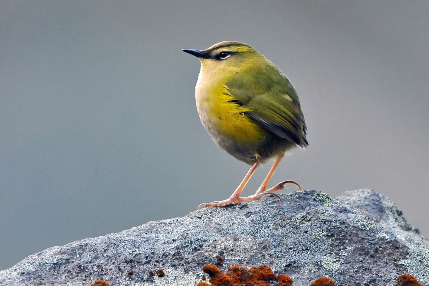 Der endemische Felsschlüpfer (Xenicus gilviventris) ist in Neuseeland zum Vogel des Jahres gekürt worden.