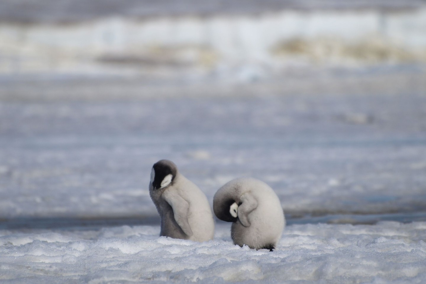 Ein- Foto des British Antarctic Survey (BAS) zeigt Kaiserpinguinküken. Laut Wissenschaftlern wurde eine neue Kaiserpinguin-Kolonie in der Antarktis mit Hilfe von Satellitenkartierungstechno...