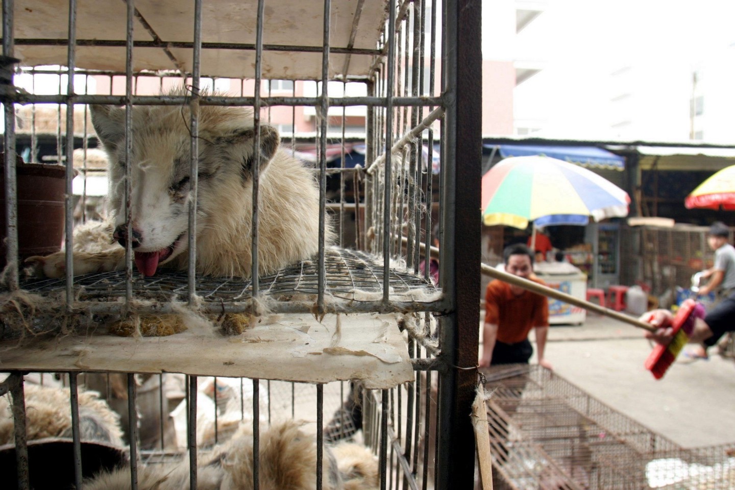 Marderhunde liegen in engen Käfigen auf dem Xin-Yuan-Markt in Guangzhou. Gelangte das Corona-Virus von ihnen aus zum Menschen?