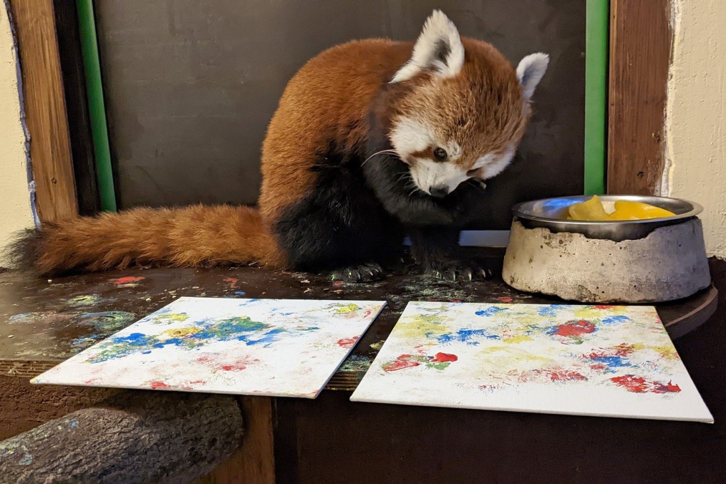 Mit Fingerfarbe an ihren Pfoten malt Panda-Bärin Kamala kleine Kunstwerke.