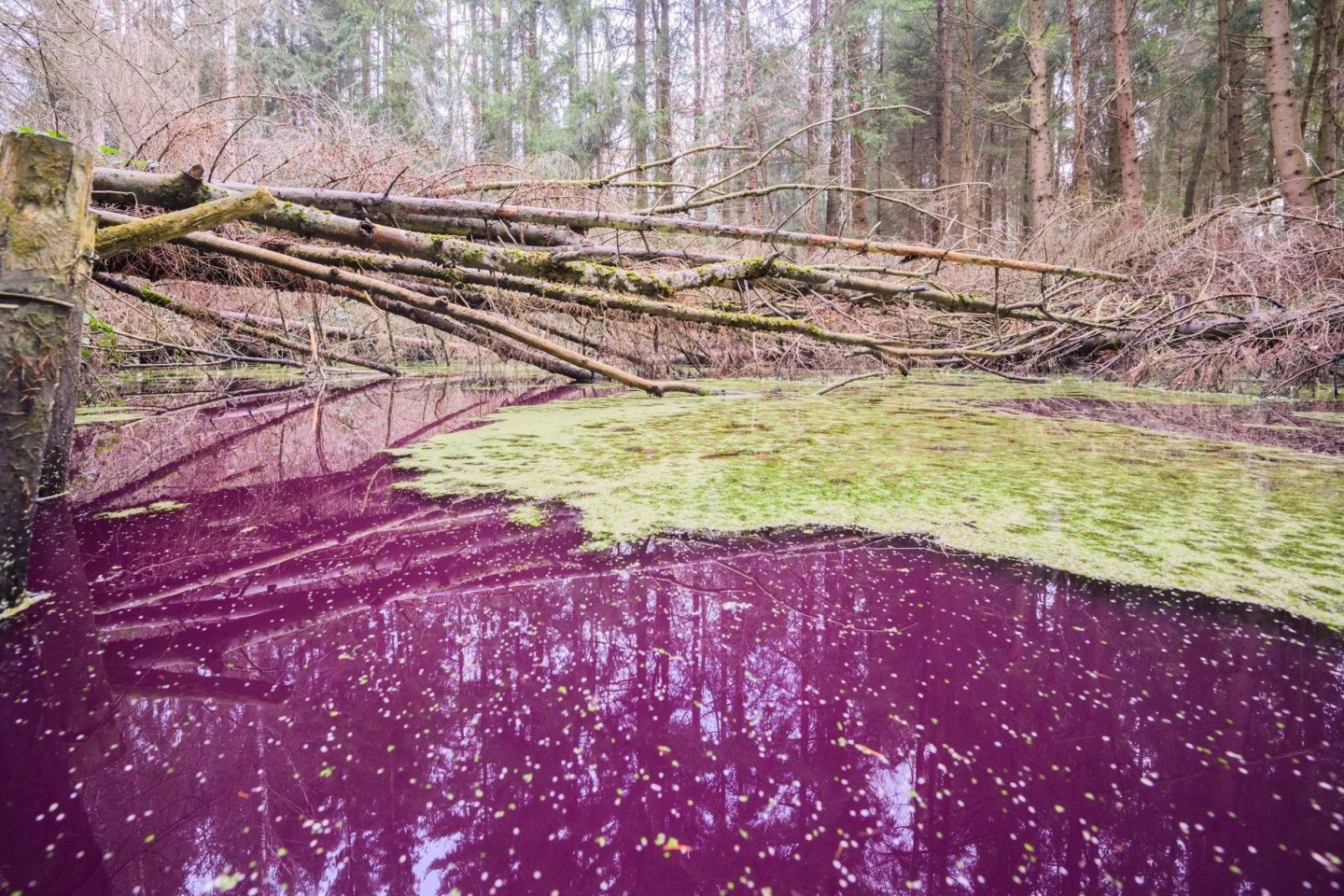 Purpurfarben schimmert das Wasser im Hildesheimer Wald bei Sibbesse. Aber warum?