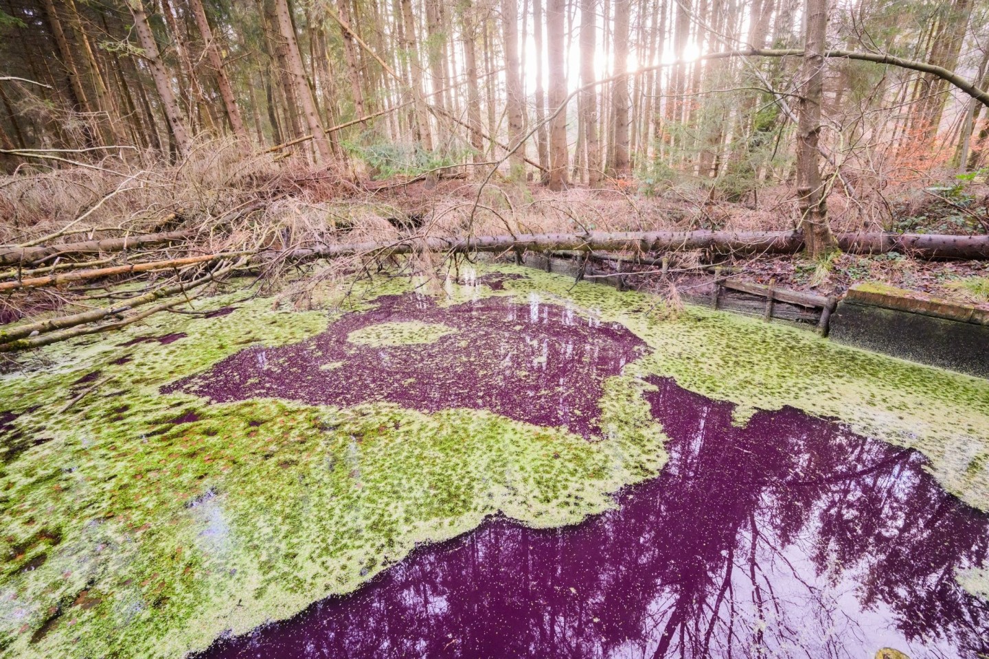 Hier im Hildesheimer Wald sind es sehr wahrscheinlich Purpurbakterien, die das Wasser verfärben.