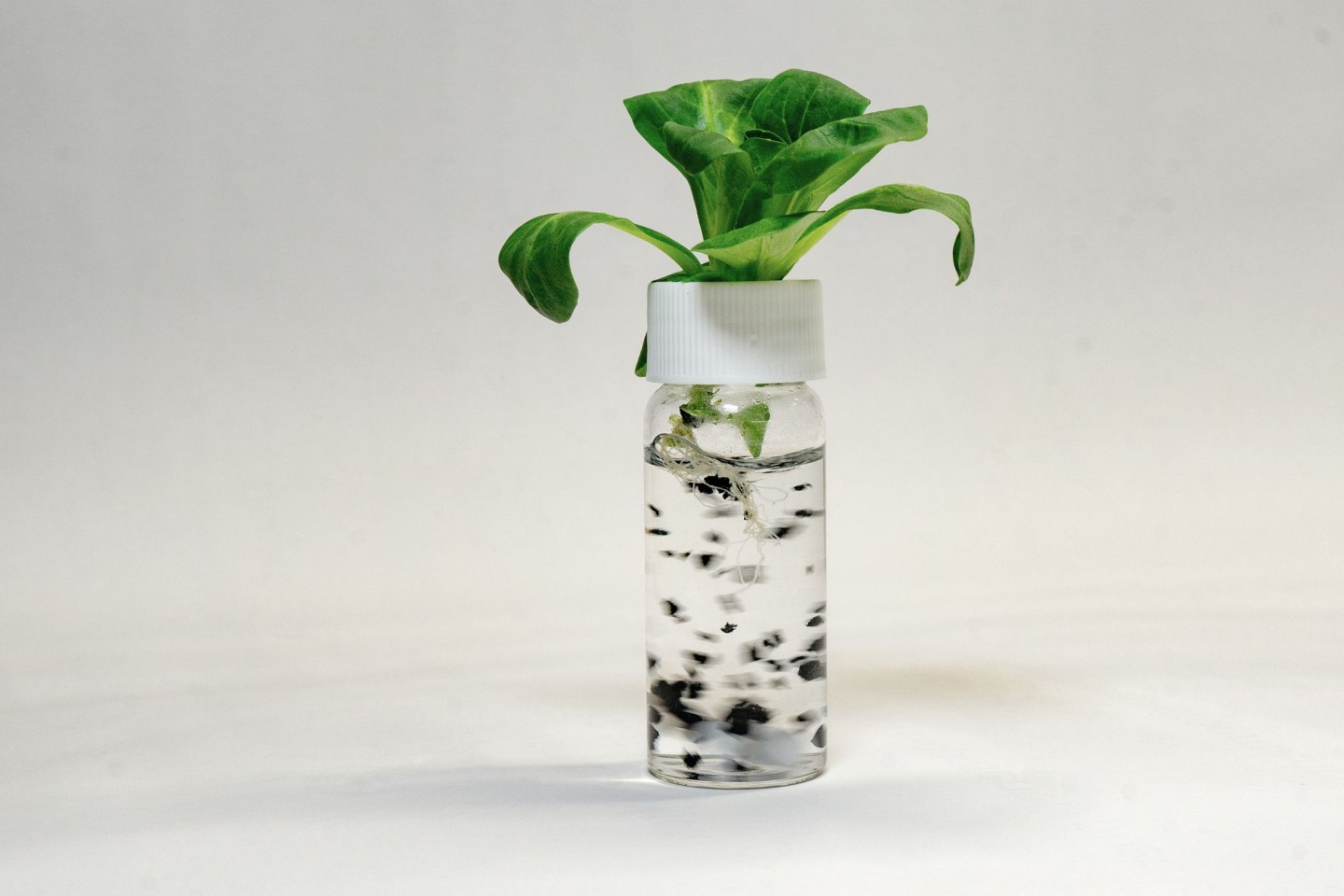 Experimentaufbau, bei dem Forscher den Nährlösungen von Salatpflanzen Reifenabrieb zugesetzt haben.