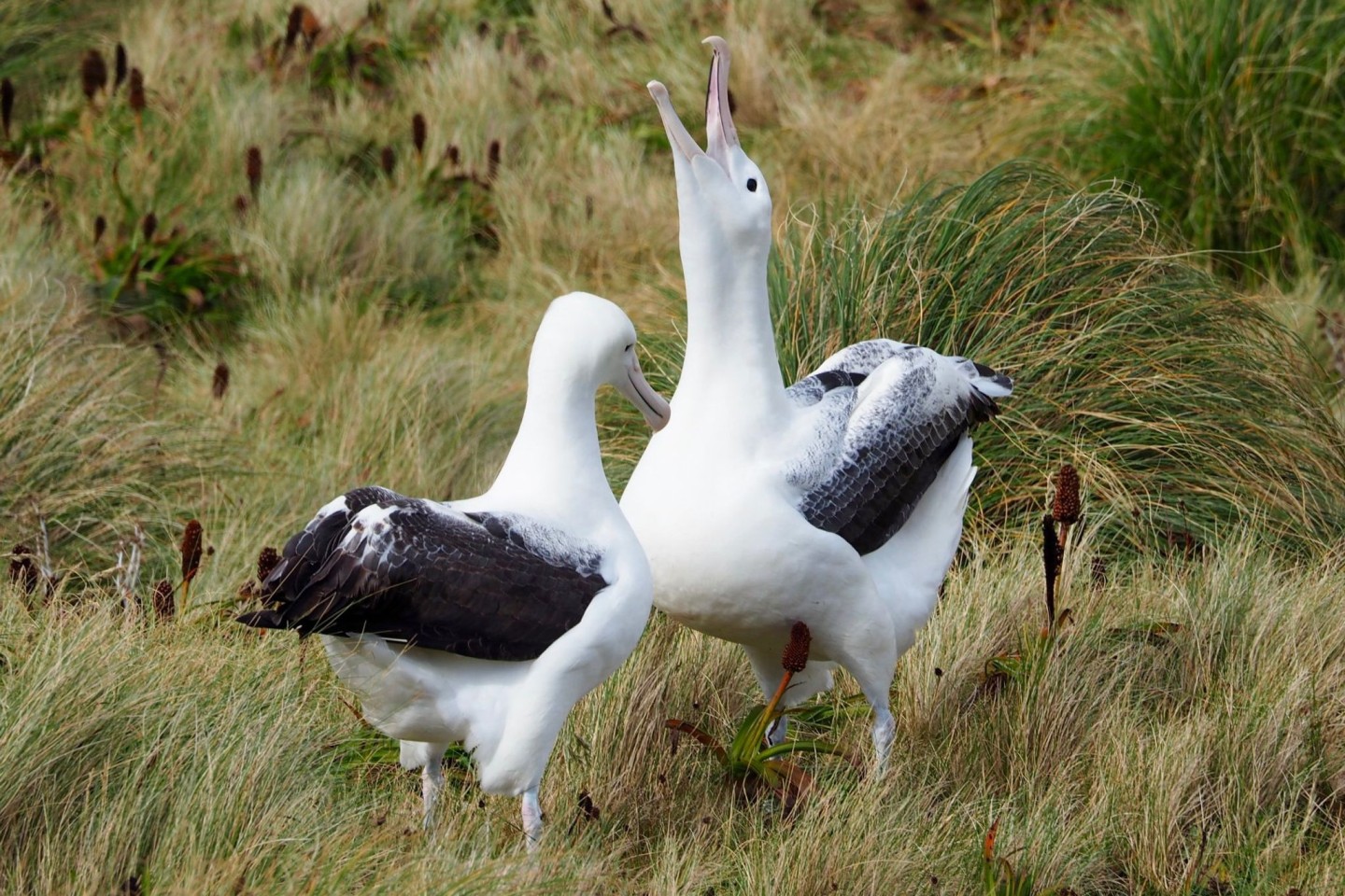 In Neuseeland sind mehrere Eier einer einzigartigen Albatros-Kolonie verschwunden. Der Nördliche Königsalbatros ist mit einer Flügelspannweite von mehr als drei Metern einer der größten...