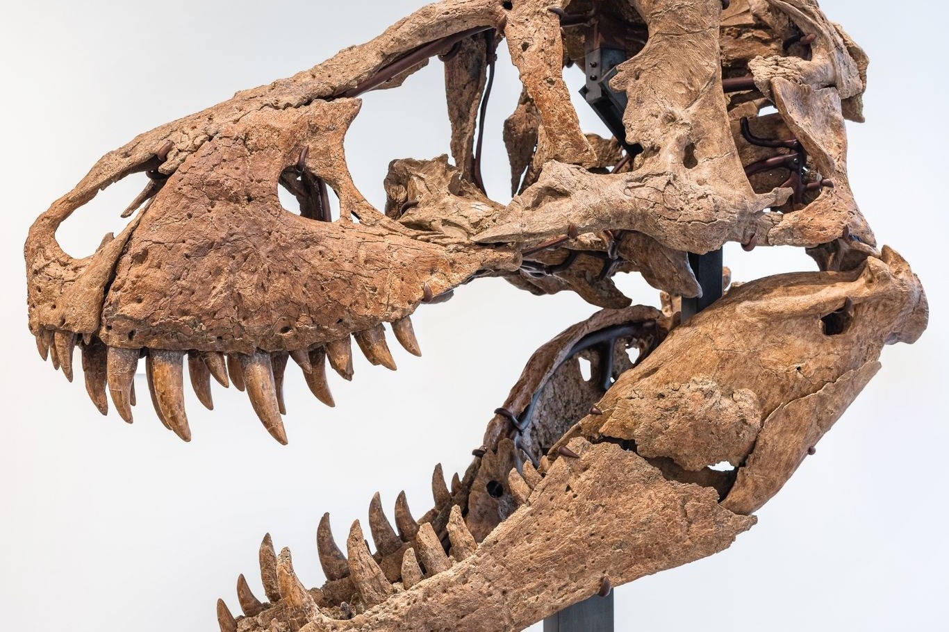 Der T-Rex-Schädel ist bei einer Auktion in New York für rund sechs Millionen Dollar (etwa 5,7 Millionen Euro) versteigert worden.