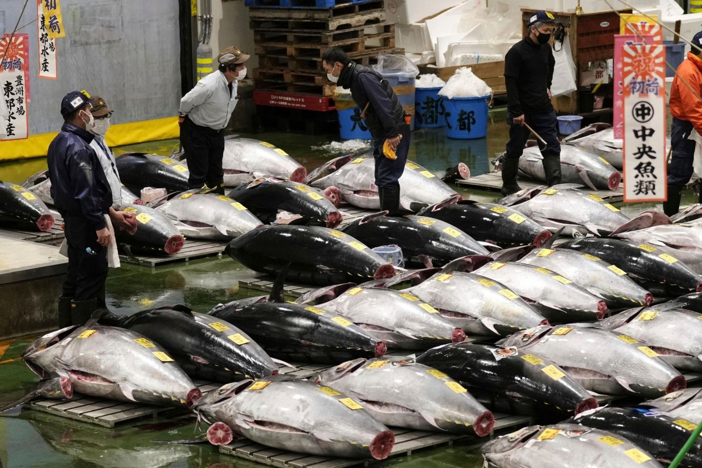 Kaufinteressenten auf dem Toyosu-Markt begutachten vor der ersten Auktion des Jahres frischen Thunfisch.