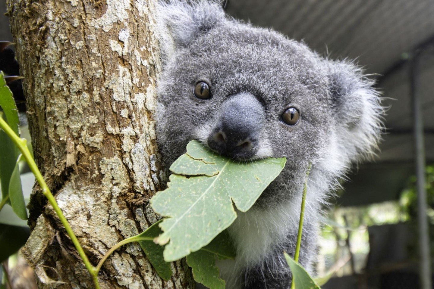 Kookie kaut an einem Blatt. Immer mehr Koalas werden in Australien Opfer von Verkehrsunfällen.