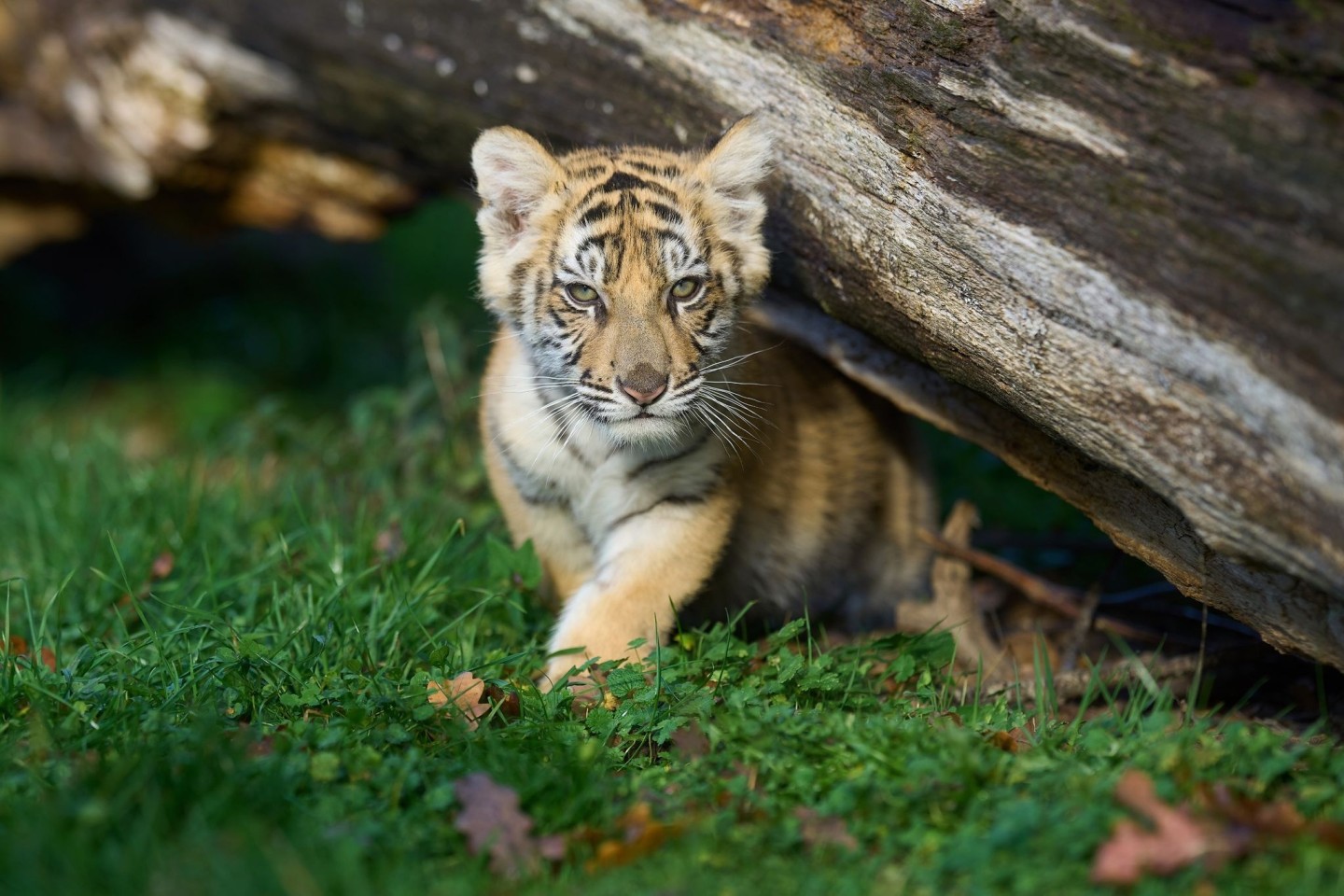 Ein 14 Wochen altes Tigerbaby spielt in einem Gehege. (Archivbild)