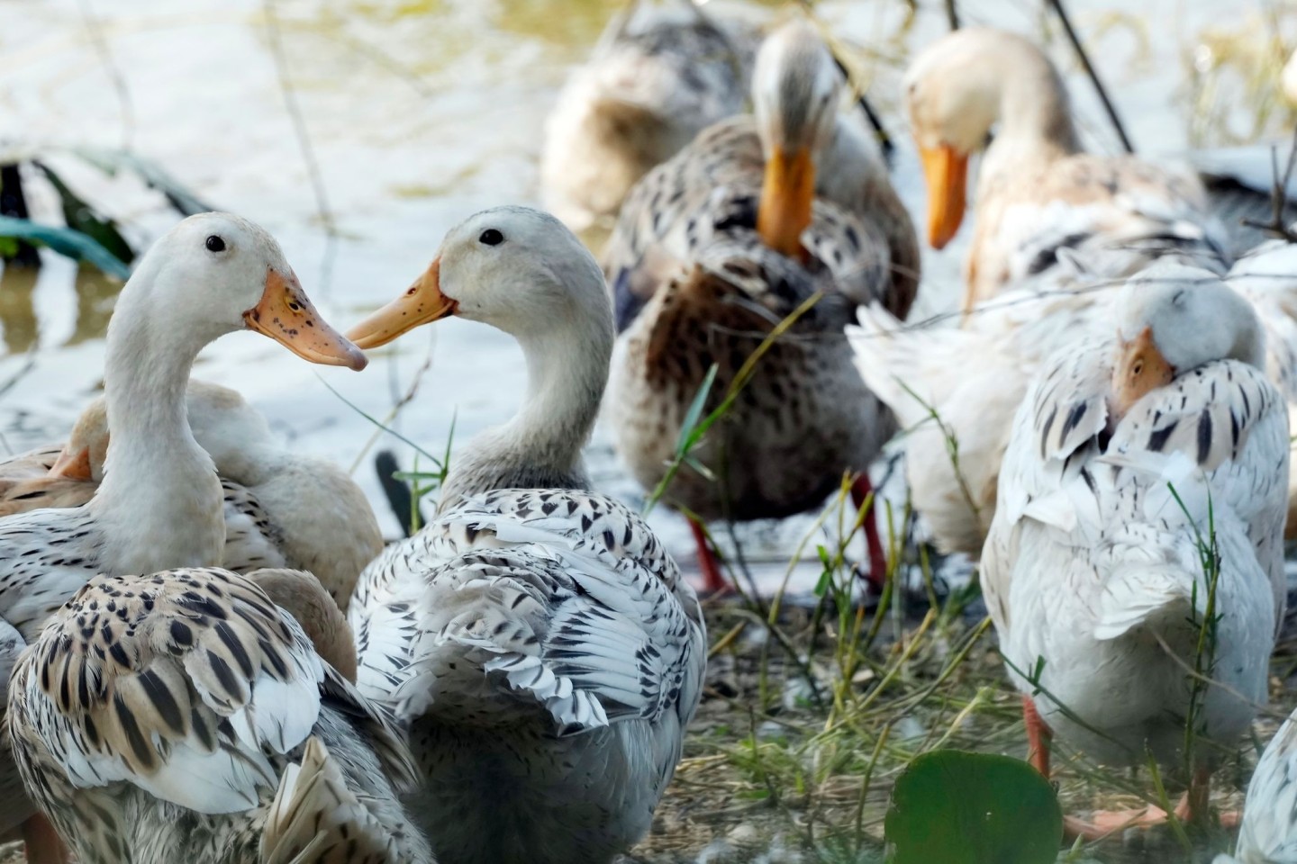 Derzeit grassiert die größte jemals dokumentierte Vogelgrippewelle bei Vögeln - sie erstreckt sich über mehrere Erdteile.