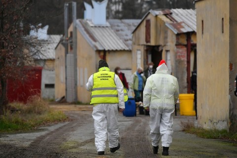 Vogelgrippe: 15.000 Enten in Tschechien notgeschlachtet