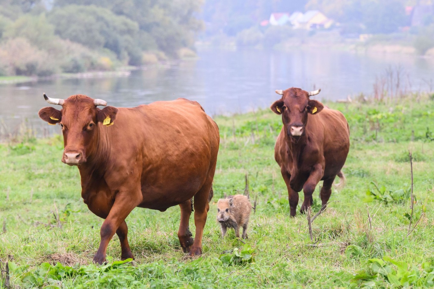 Wildschwein «Frida» zwischen zwei Kühen auf einer Weide an der Weser im Landkreis Holzminden. Die Kuhherde hat Frida aufgenommen und kümmert sich nun um das kleine Schweinchen.
