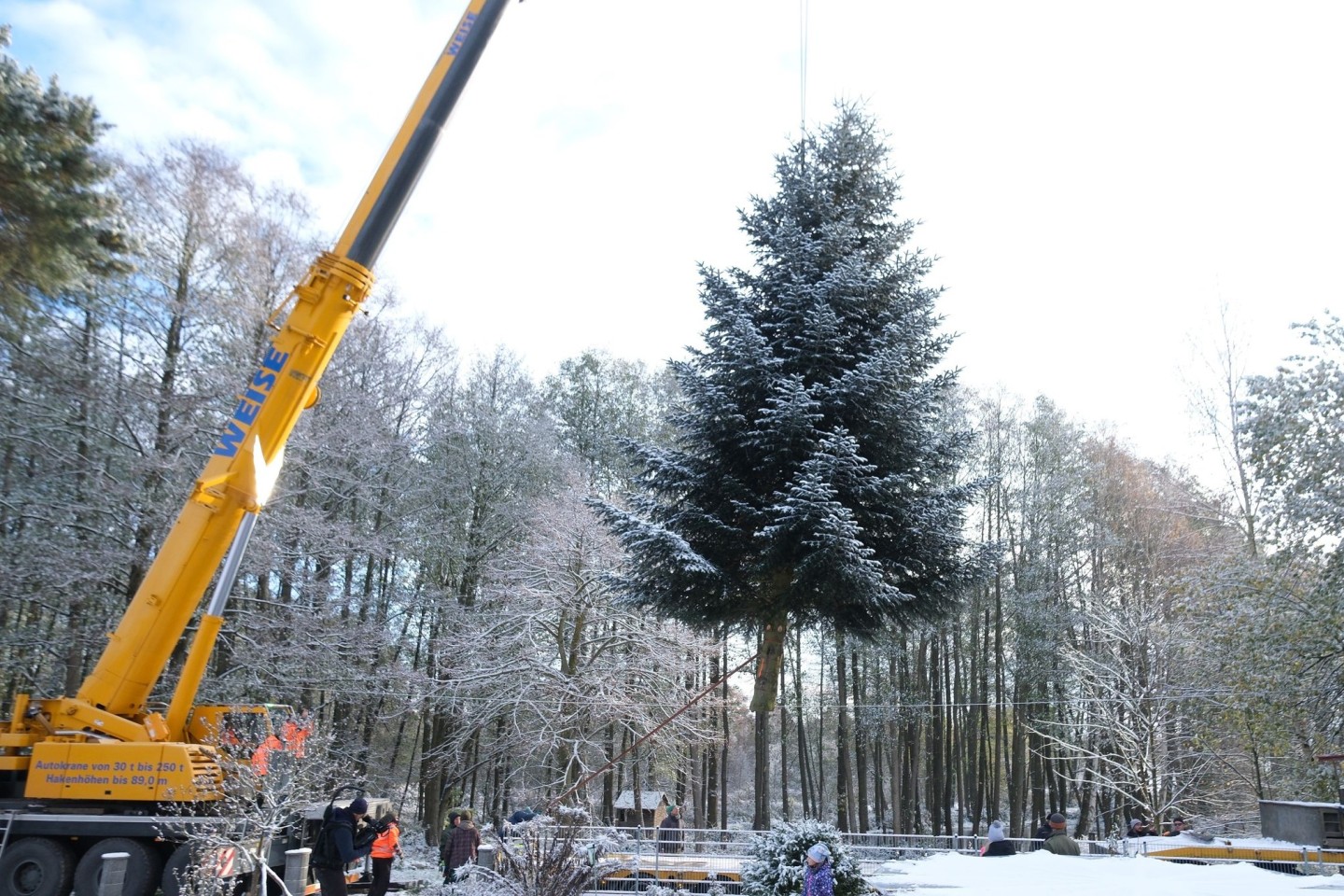 Eine 15 Meter hohe Nordmanntanne wird von einem Kran gehalten. Der Baum soll am Brandenburger Tor in Berlin aufgestellt werden.
