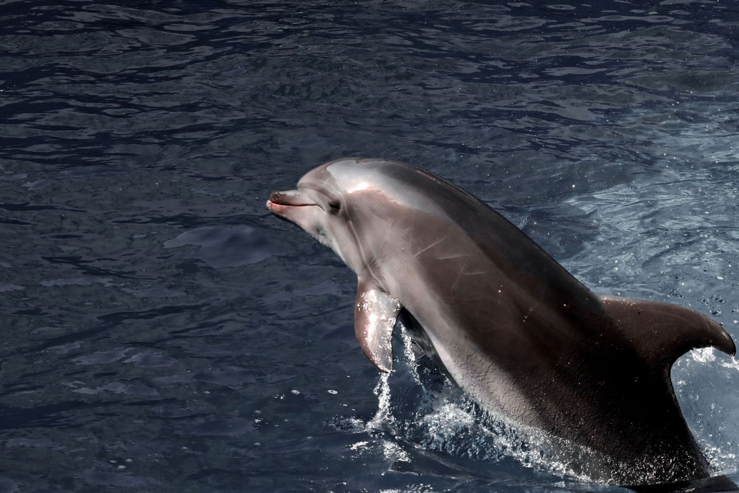 Delfine kommunizieren über diverse Unterwasserlaute miteinander.
