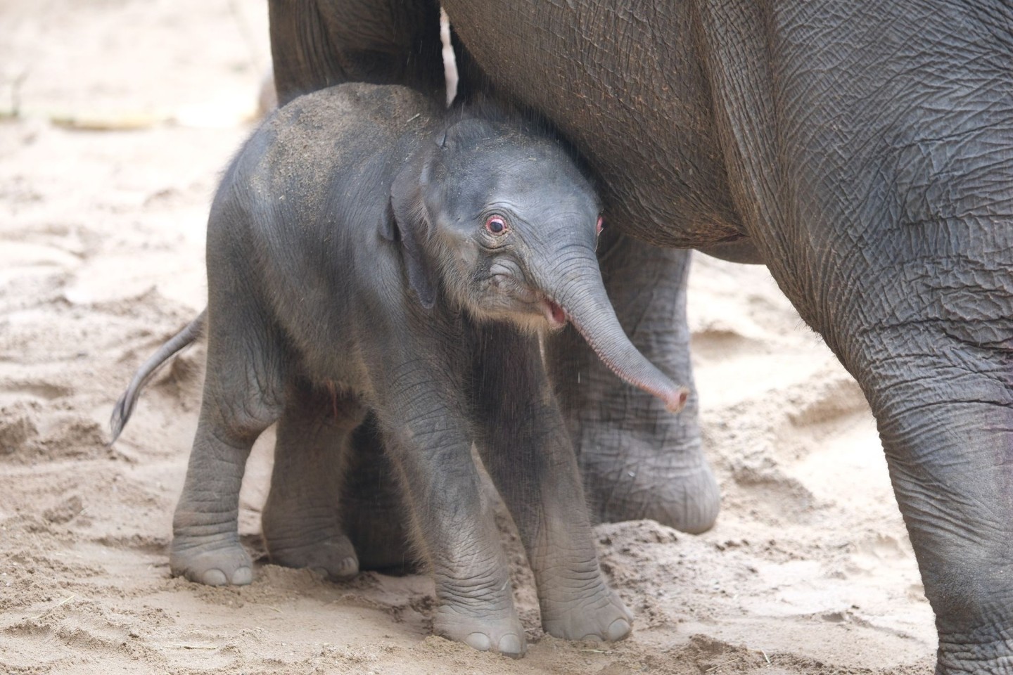 Ein noch namenloses Elefantenbaby steht im Leipziger Zoo bei der Herde. Leitkuh Kewa hat am frühen Samstagmorgen eine Tochter zur Welt gebracht.