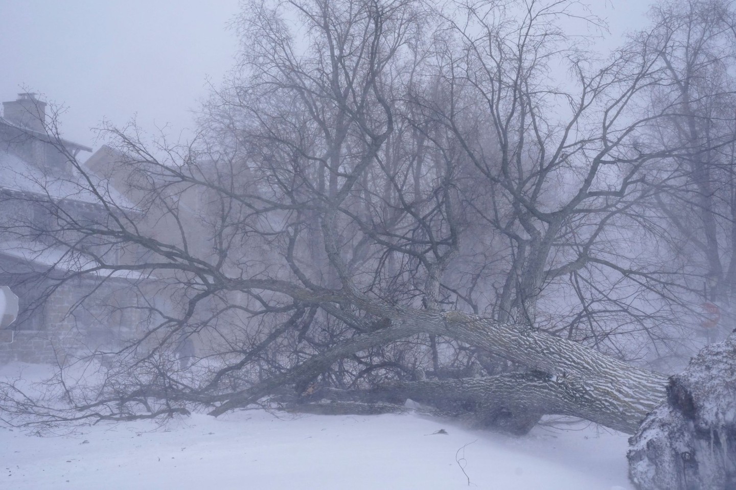 Ein umgefallener Baum liegt auf der Kreuzung in Buffalo.