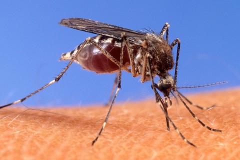 Zehn Infektionen von West-Nil-Virus - vor allem im Osten 